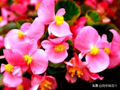 四季秋海棠图片大全，四季秋海棠怎么种？