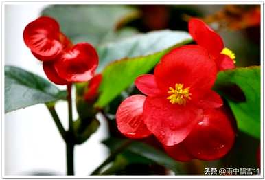 四季秋海棠图片大全，四季秋海棠怎么种？