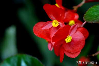 四季秋海棠图片大全，四季秋海棠怎么种？