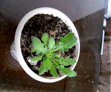 香雪球的保养方法，如何保养香雪球？