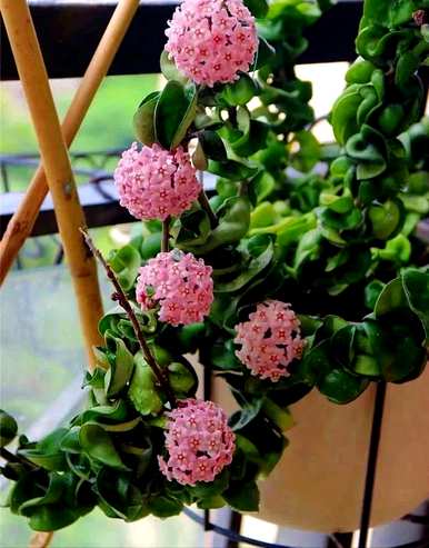 什么是好的室内花草植物，什么是好的花草植物？