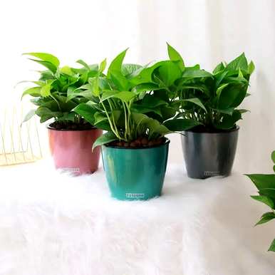 什么是好的室内花草植物，什么是好的花草植物？