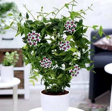 什么是好的室内花草植物，什么是好的花草植物？