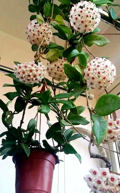 什么是好的室内花草植物，什么是好的花草植物？
