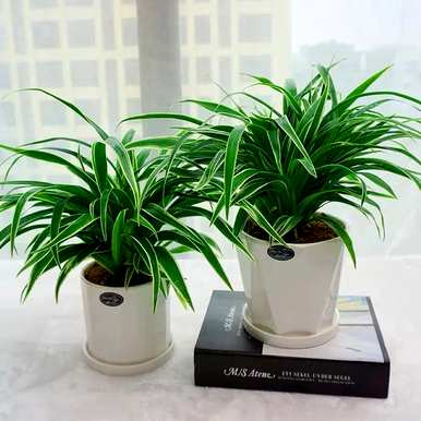 什么是好的室内花草植物，什么是好的花草植物？
