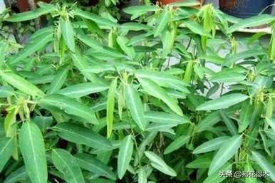 舞草种植方法及注意事项，如何种植舞草