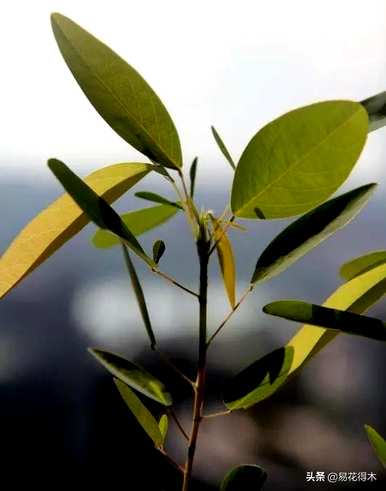 舞草种植方法及注意事项，如何种植舞草