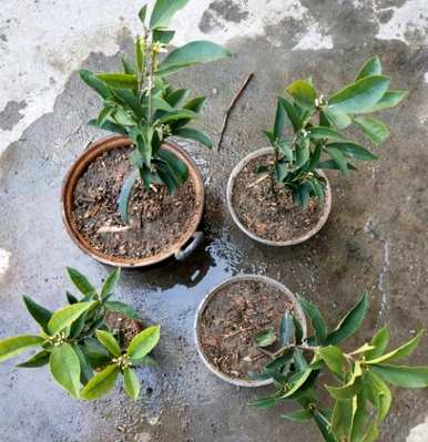 如何繁殖桂花树，水培繁殖桂花树