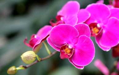 蝴蝶兰花语是什么？红蝴蝶兰花语怎么说？