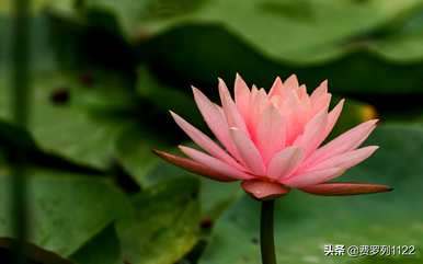 曼陀罗的花语和传说是什么？