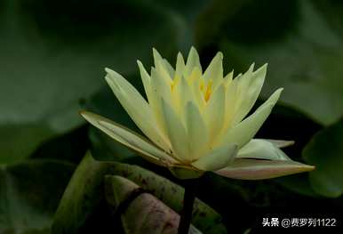 曼陀罗的花语和传说是什么？
