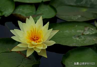 曼陀罗的花语和传说是什么？