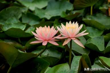 曼陀罗的花语和传说是什么？