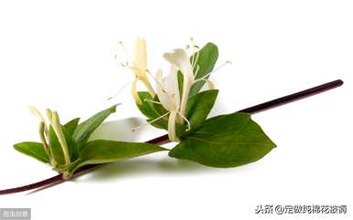 如何种植金银花，如何种植金银花