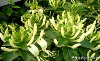 如何种植金银花，如何种植金银花
