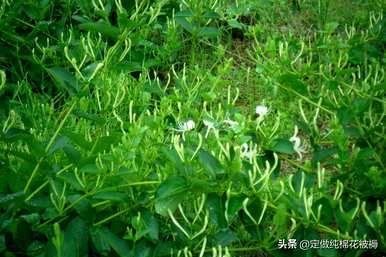 如何种植金银花，如何种植金银花
