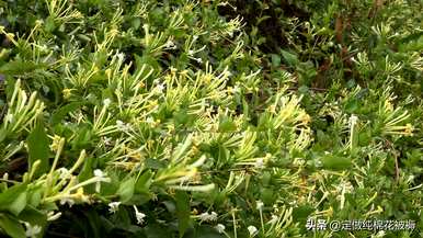 如何种植金银花，如何种植金银花