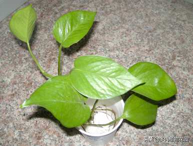 如何快速种植绿萝卜爆盆？绿萝卜用什么肥料爆盆？