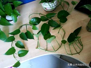 如何快速种植绿萝卜爆盆？绿萝卜用什么肥料爆盆？