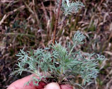什么植物驱蚊效果好？植物驱蚊效果排名