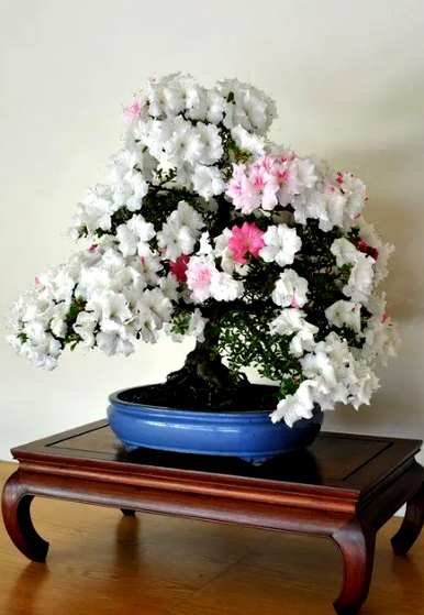 杜鹃花的特点是什么？描述杜鹃花特征的词语
