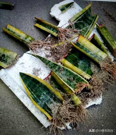 虎皮兰怎样扦插才能活下去，虎皮兰怎样扦插才能活下去