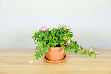 家里种矮牵牛花好吗？矮牵牛花怎么种？