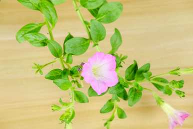 家里种矮牵牛花好吗？矮牵牛花怎么种？