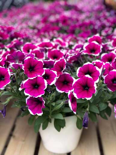 家里种矮牵牛花好吗？矮牵牛花怎么种？