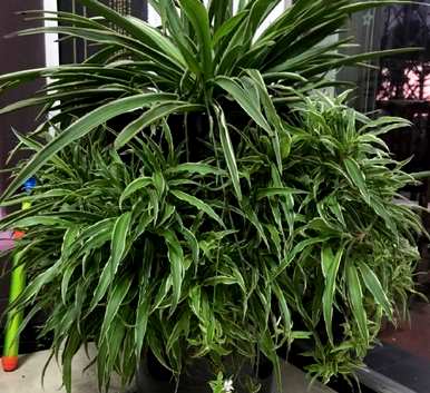 什么样的绿色植物适合办公室？推荐老板办公室的绿色植物