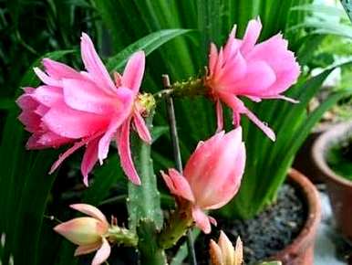 虎皮如何养最好的箭花，如何养最好的箭花？
