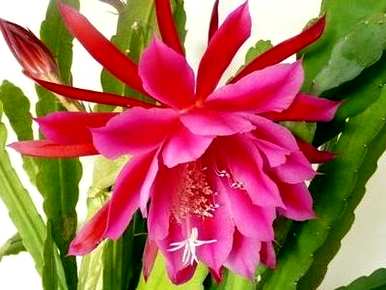 虎皮如何养最好的箭花，如何养最好的箭花？