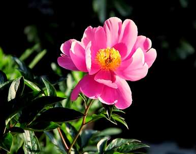 牡丹花球怎么不能发芽，牡丹花球什么时候种？