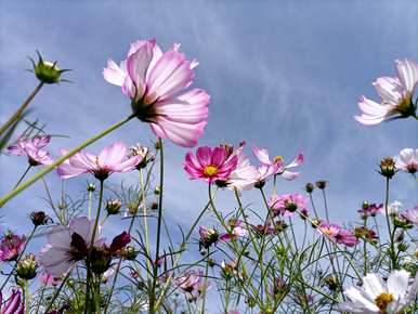 什么是格桑花语，什么是黑桑花语？