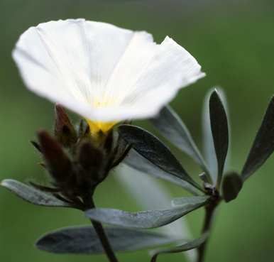 月光花什么时候开花？月光花什么时候开花？