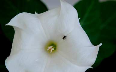 月光花什么时候开花？月光花什么时候开花？