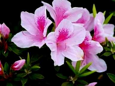 茶花的养殖方法，杜鹃花怎么养？