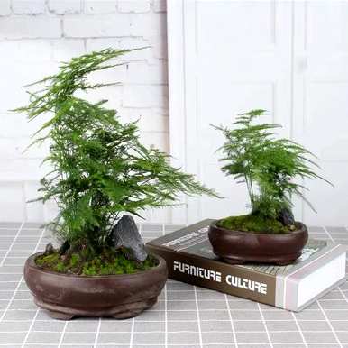 如何培育文竹盆栽，水培小文竹盆栽