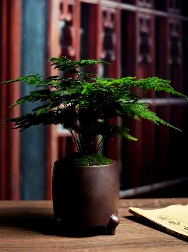 如何培育文竹盆栽，水培小文竹盆栽