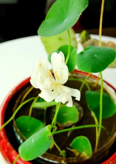 碗莲怎么养才能开花，碗莲多久才能开花？