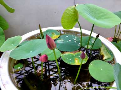 碗莲怎么养才能开花，碗莲多久才能开花？