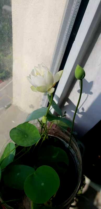 碗莲怎么养才能开花，碗莲多久才能开花？