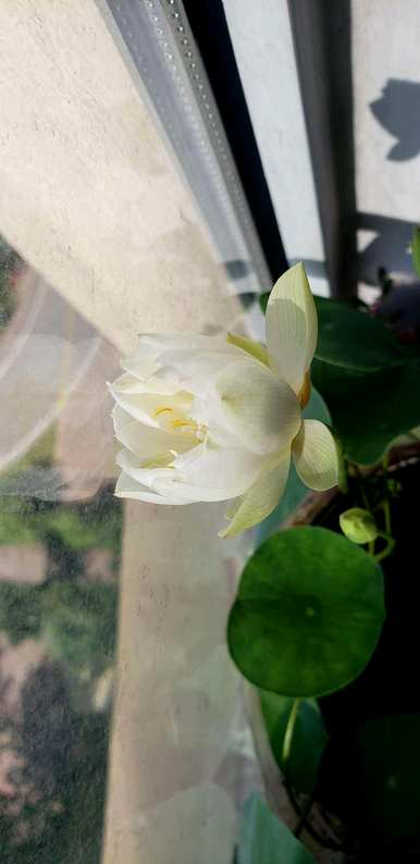 碗莲怎么养才能开花，碗莲多久才能开花？