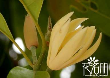 描述白玉兰花的花语、白玉兰花的花语和代表意义