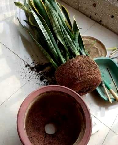 如何修剪虎皮兰，长出新芽，如何培育虎皮兰？