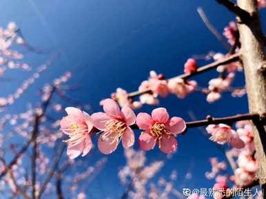 如何描述梅花的样子，如何描述梅花的样子30字以内