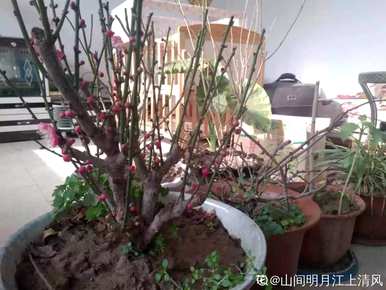 如何描述梅花的样子，如何描述梅花的样子30字以内