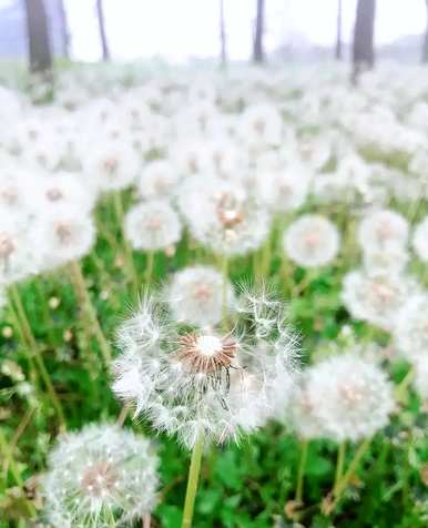 蒲公英用数字表示，蒲公英的花语是什么？