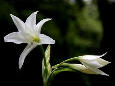 百合花用水怎么养才能持久，百合花怎么养才能长时间放维生素？