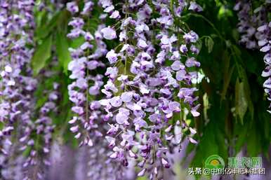 什么是紫藤花语？紫藤花语古风版